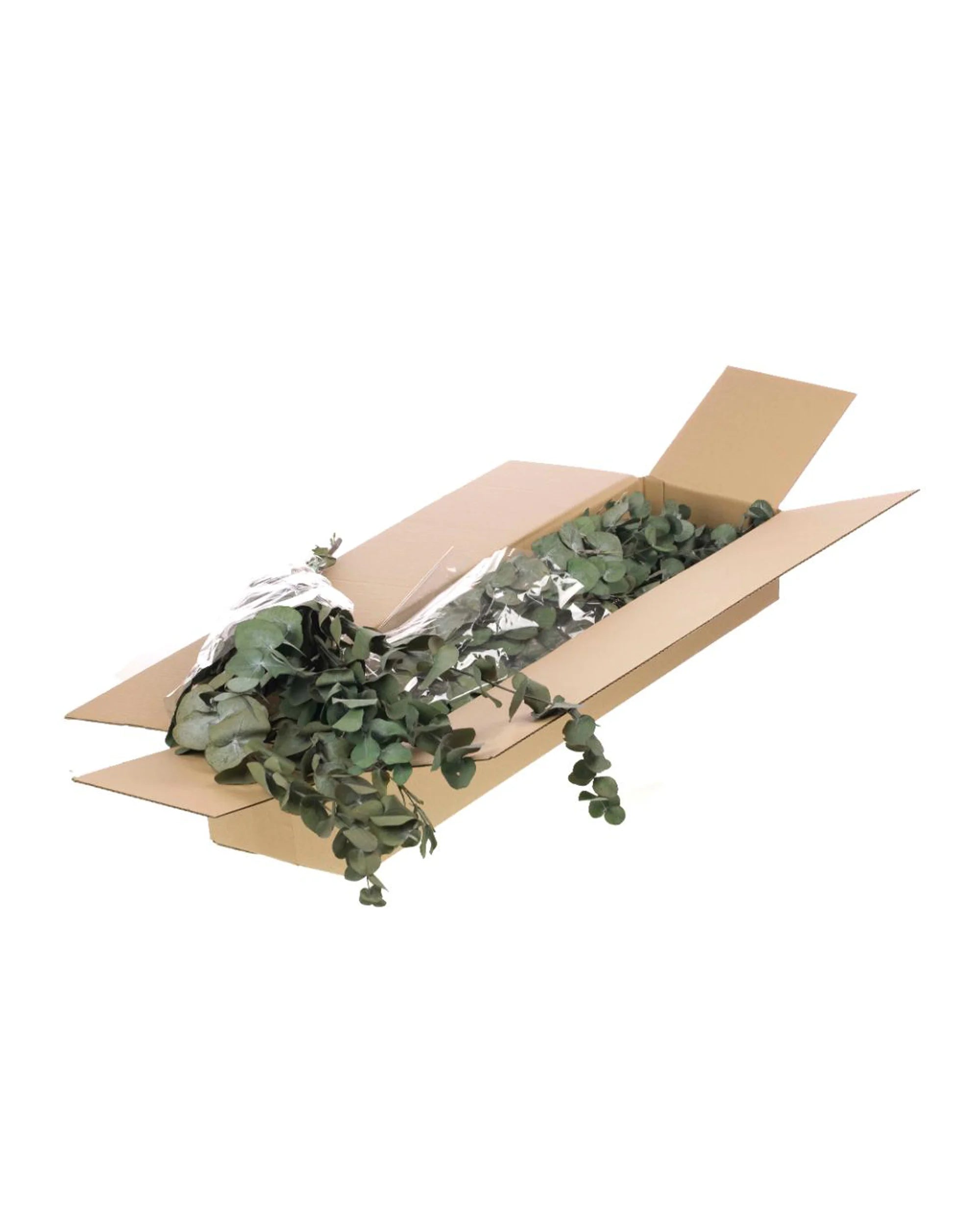 Eucalyptus Bordeaux