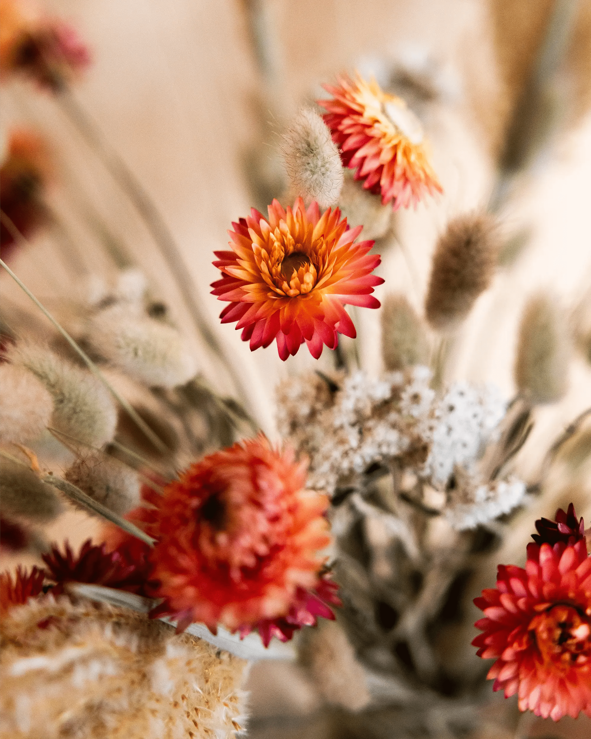 Torkade blommor - Helichrysum Aprikos