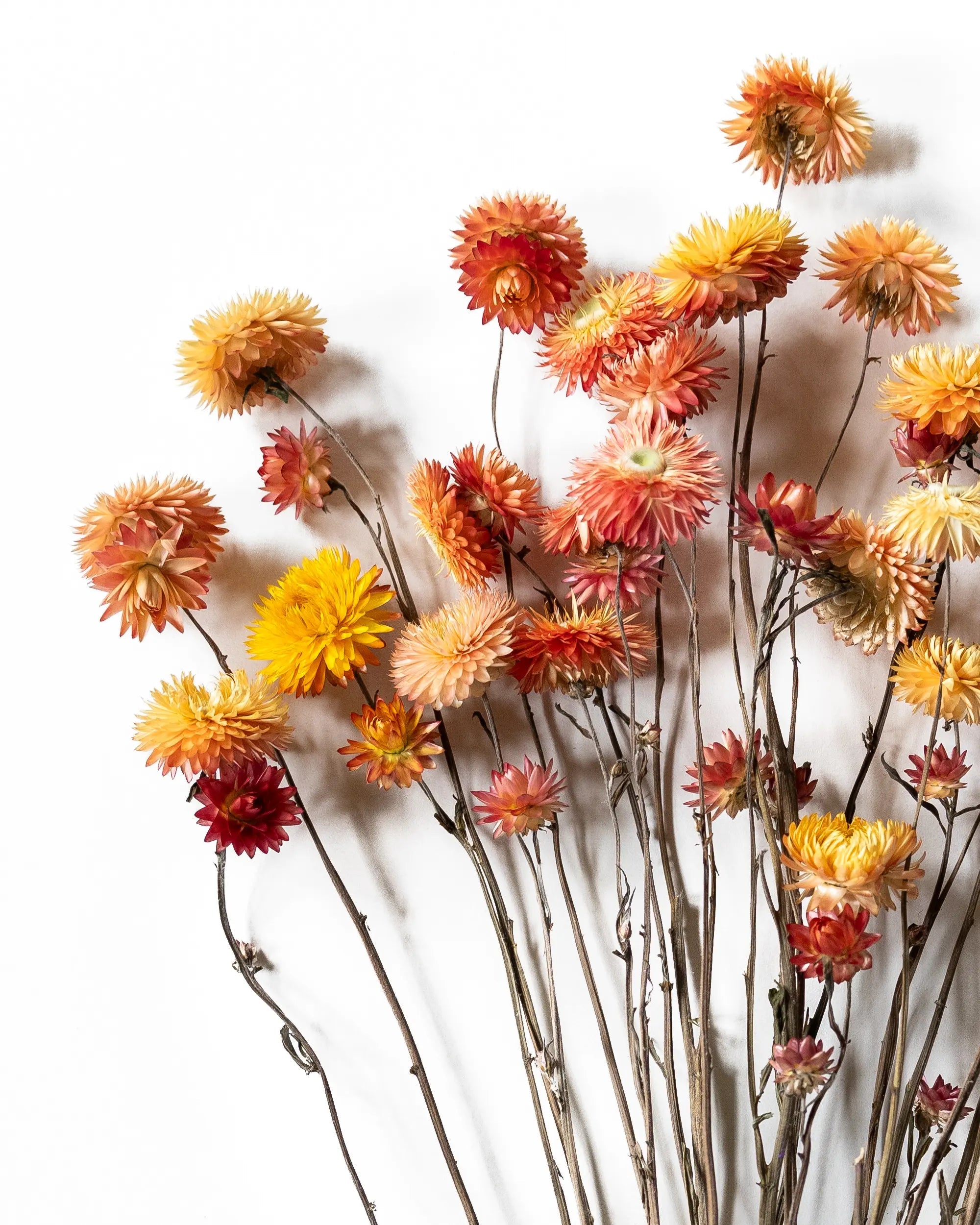 Torkade blommor - Helichrysum Aprikos