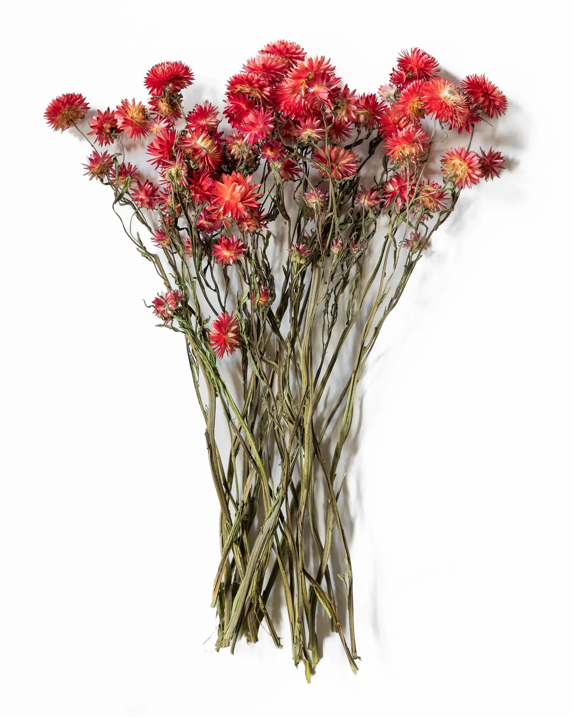 Torkade blommor - Helichrysum Röd