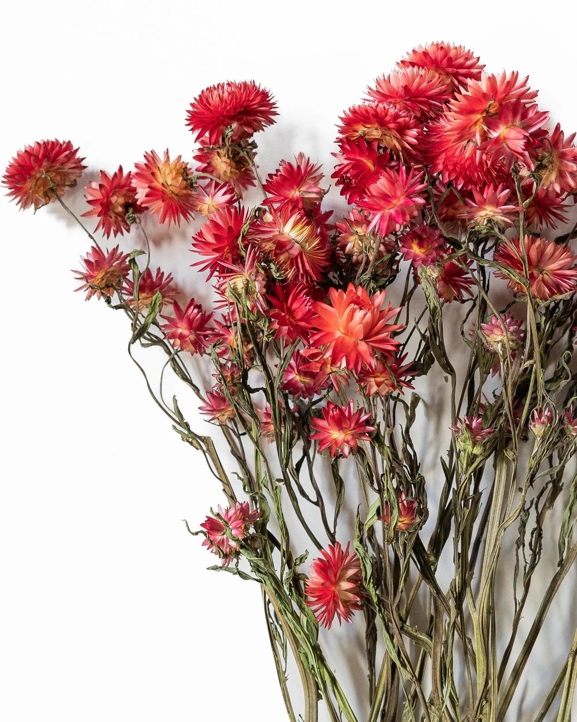 Torkade blommor - Helichrysum Röd