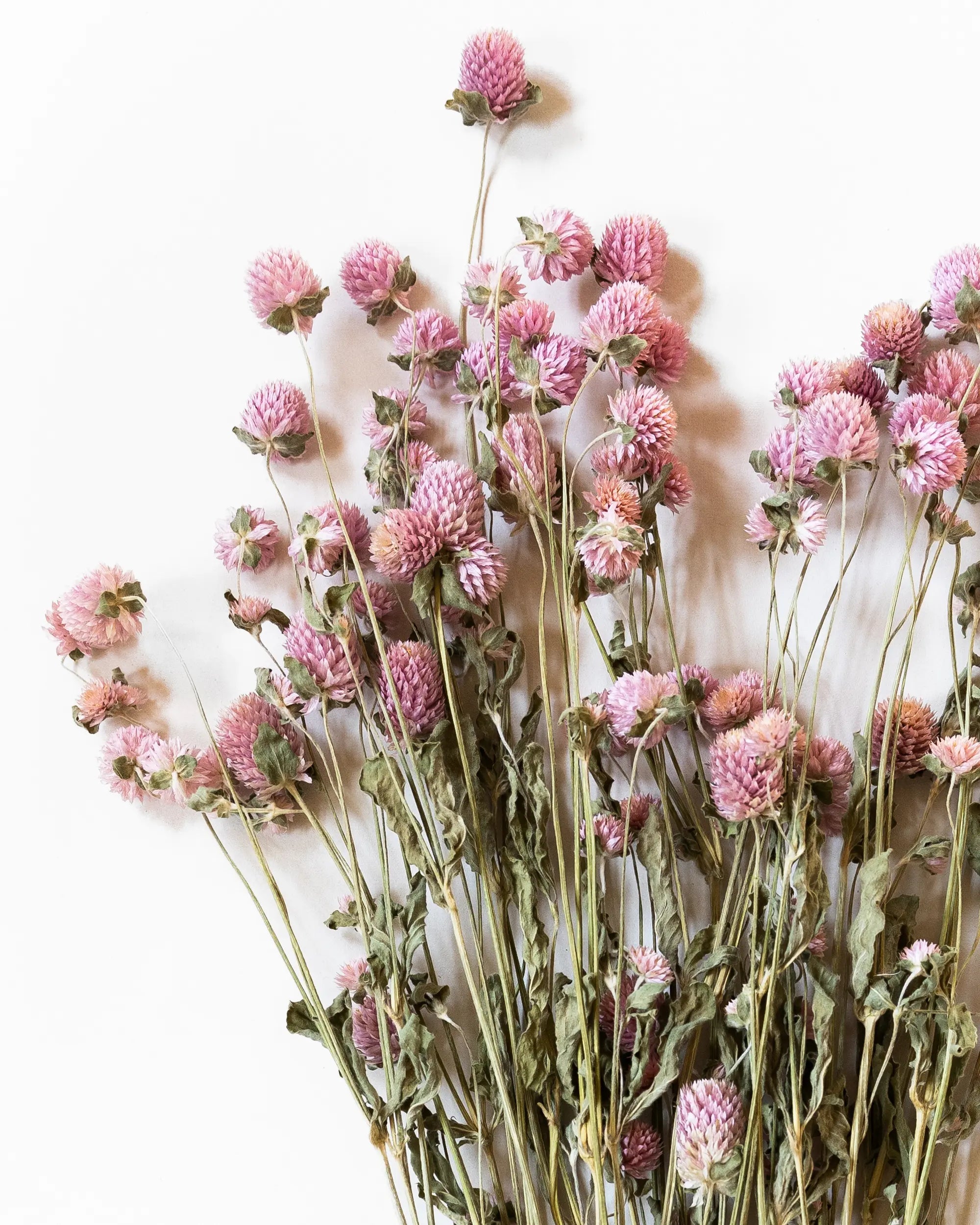 Torkade blommor - Klotamarant Rosa