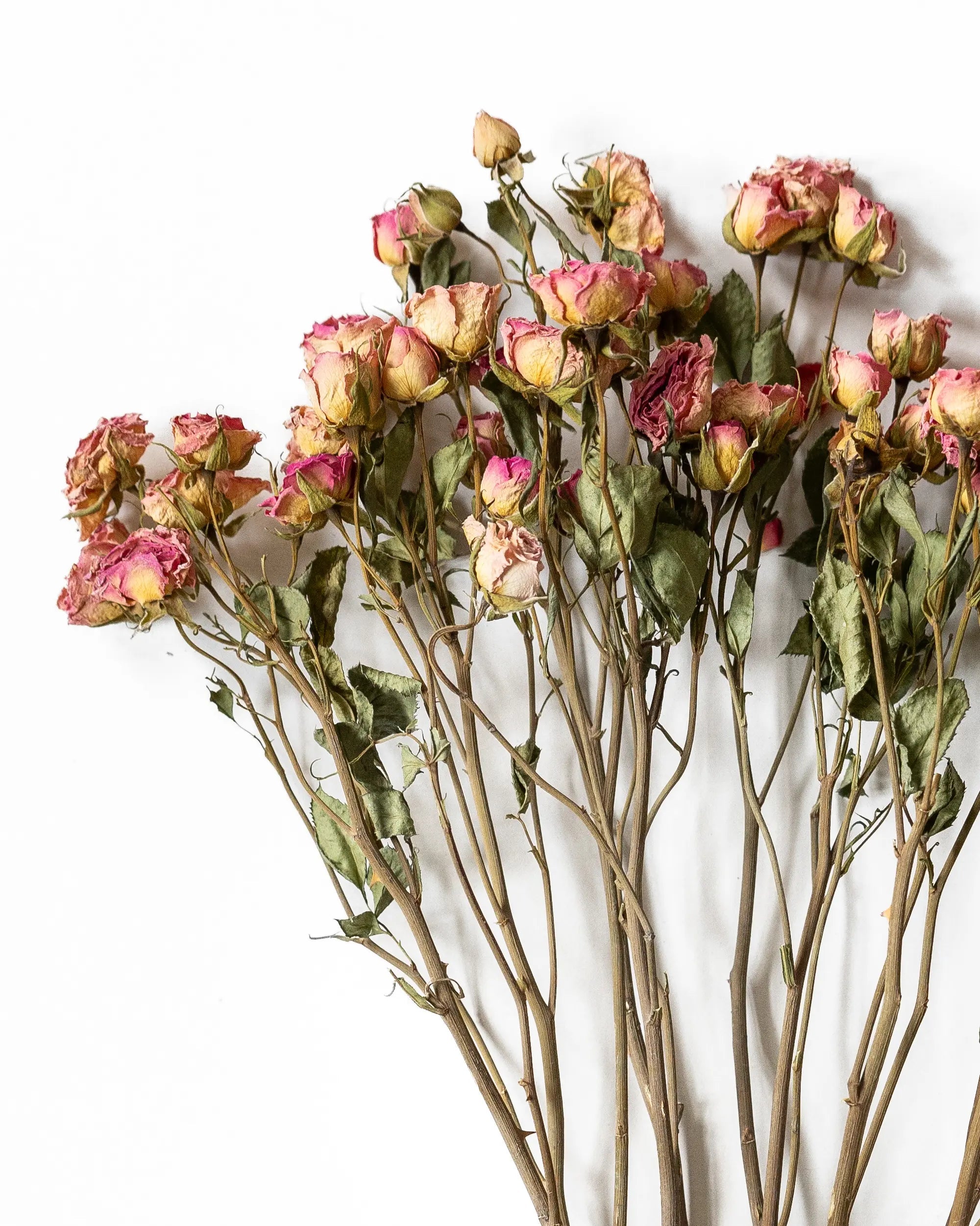 Torkade blommor - Kvistros Rosa