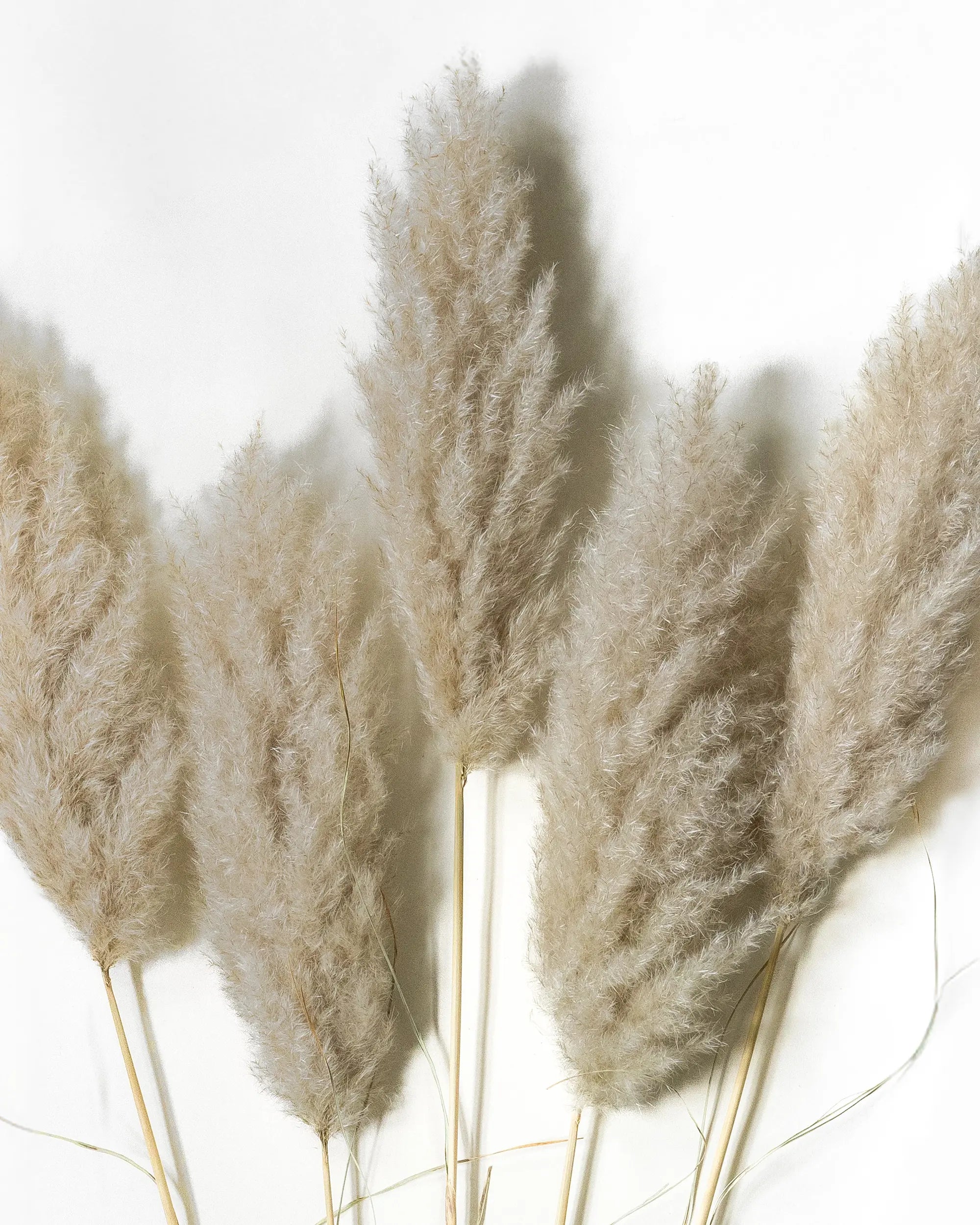 Tørret Mini Pampas