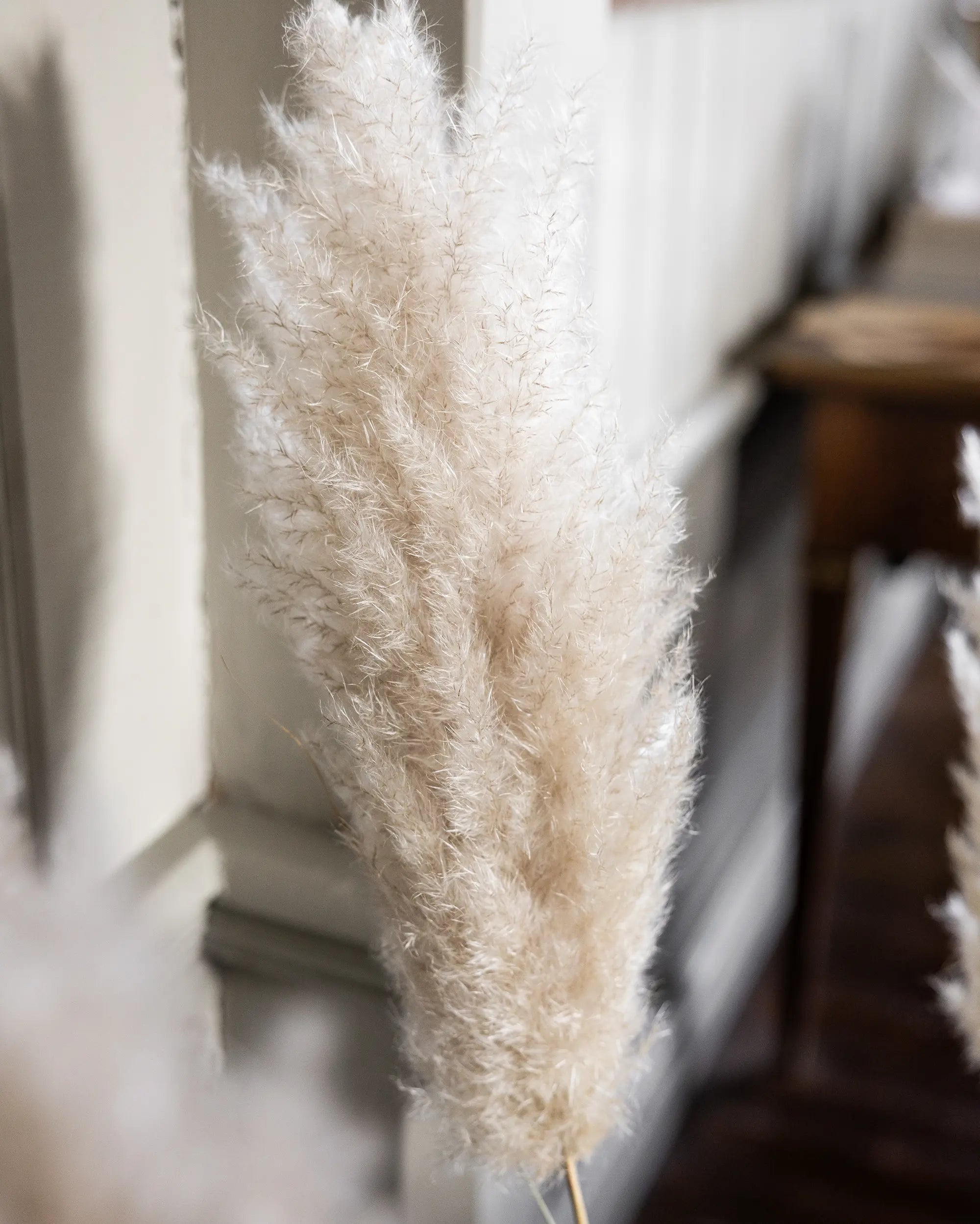 Tørret Mini Pampas