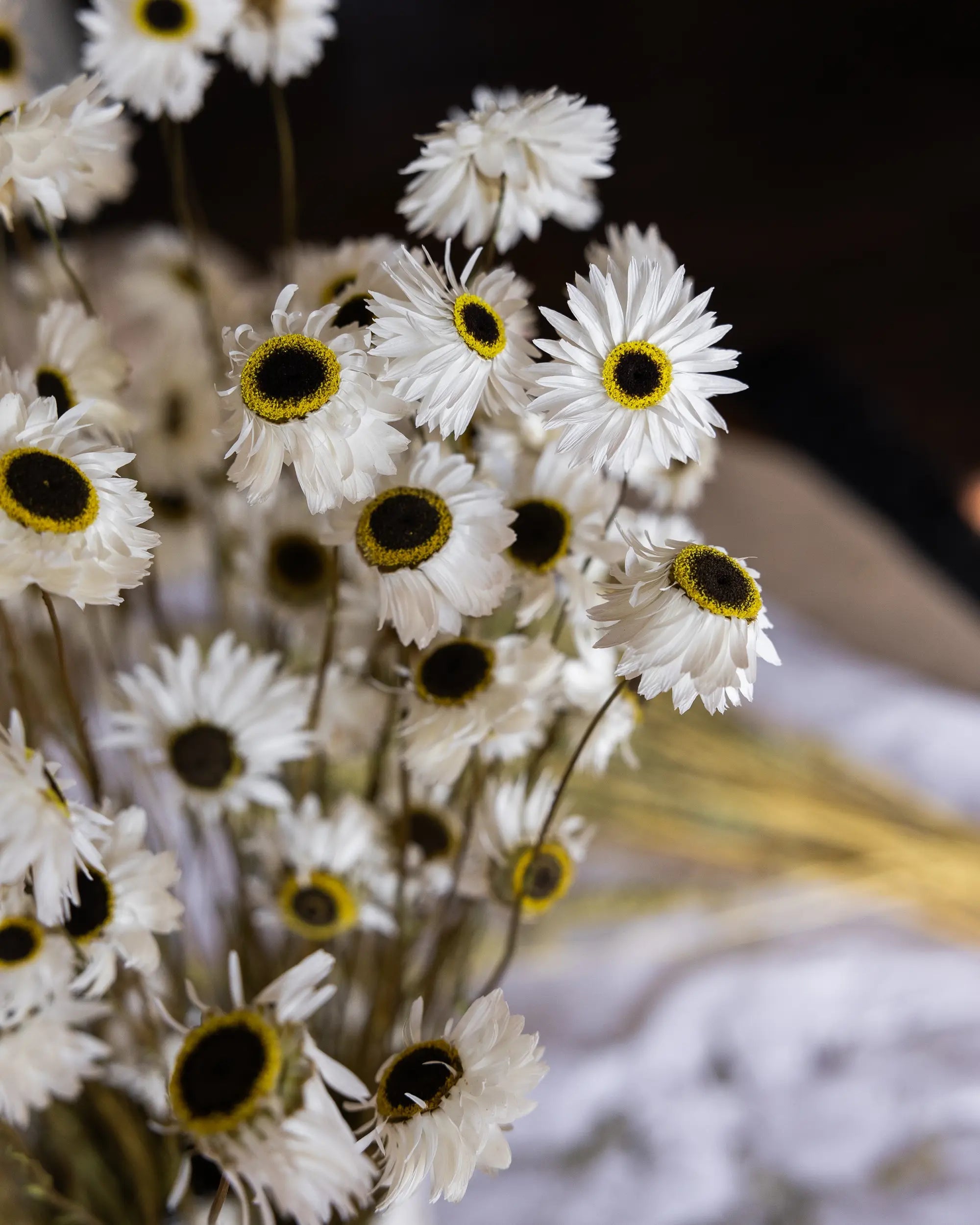 Torkade blommor - Pappersprästkrage