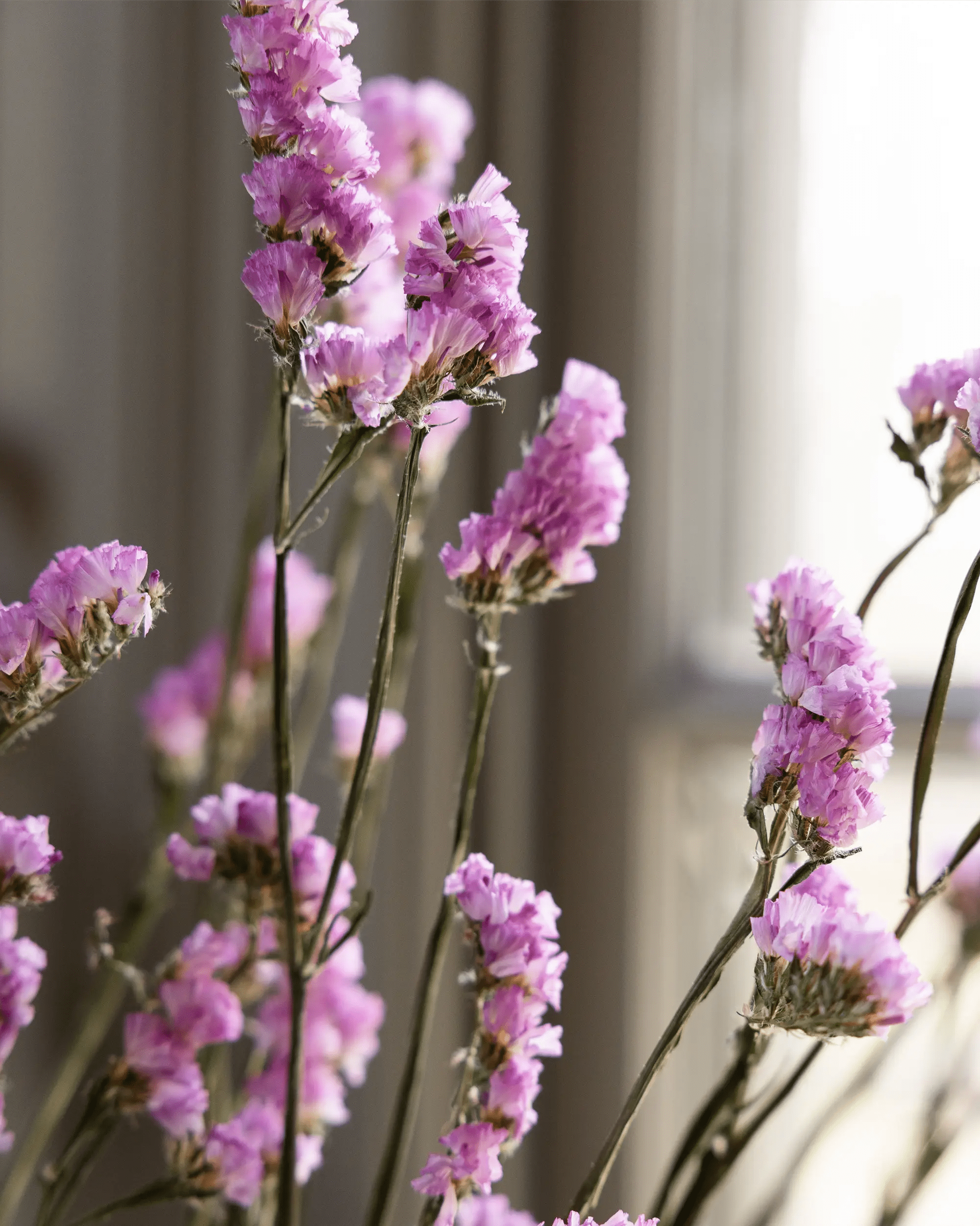 Torkade blommor - Risp Ljusrosa