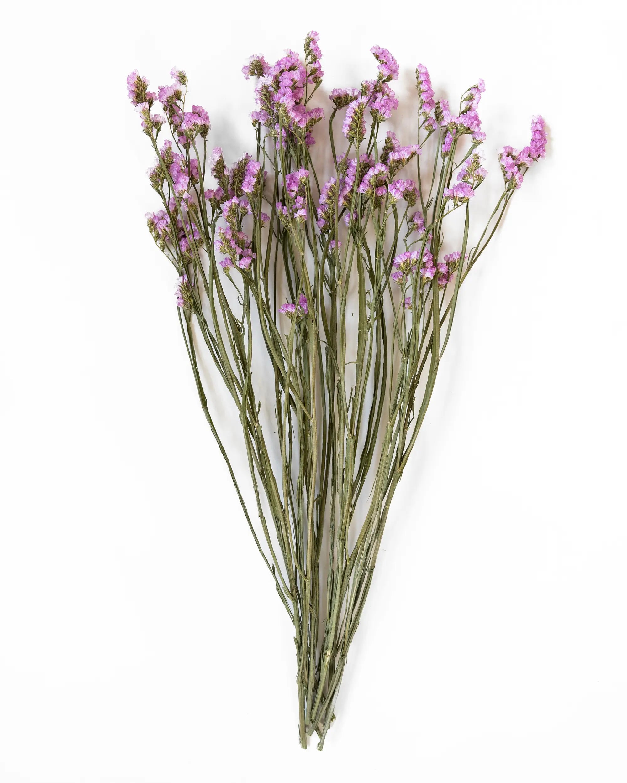 Torkade blommor - Risp Ljusrosa