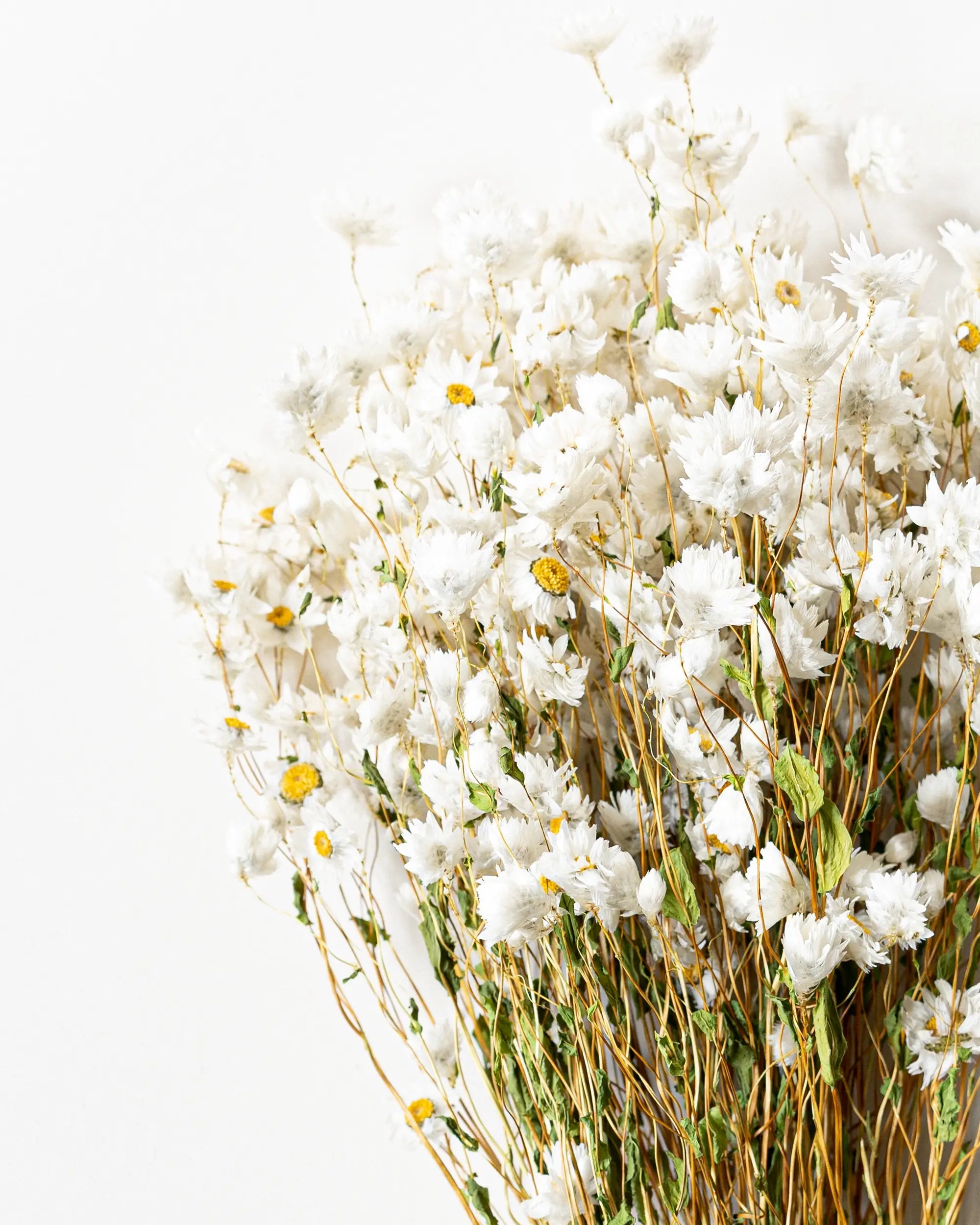 Torkade blommor - Roseternell