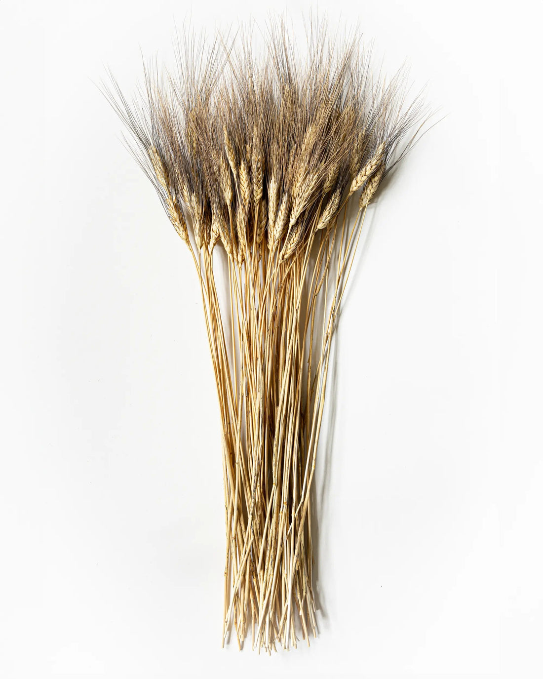 Torkade blommor - Skäggvete