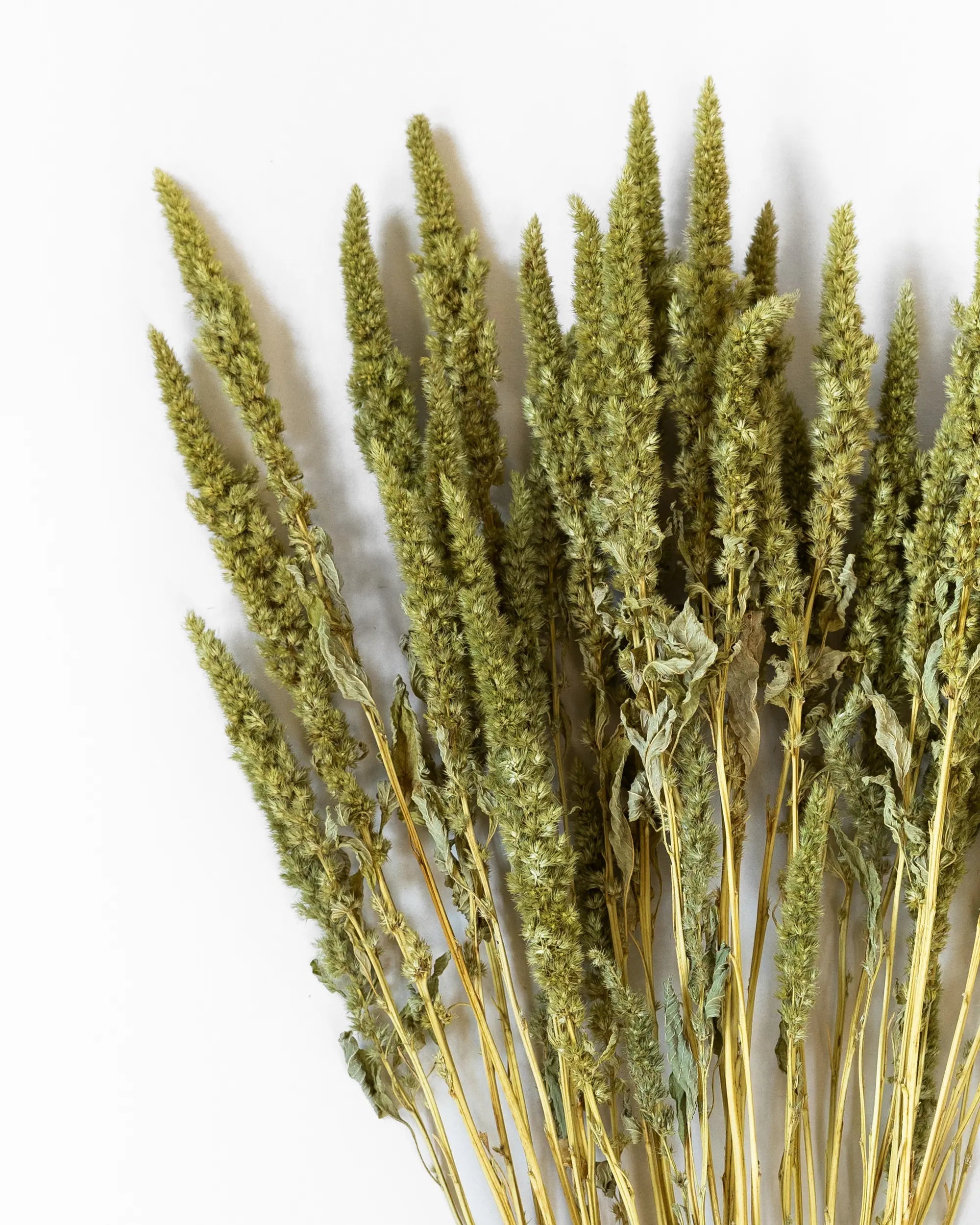 Torkade blommor - Torkad Amarant