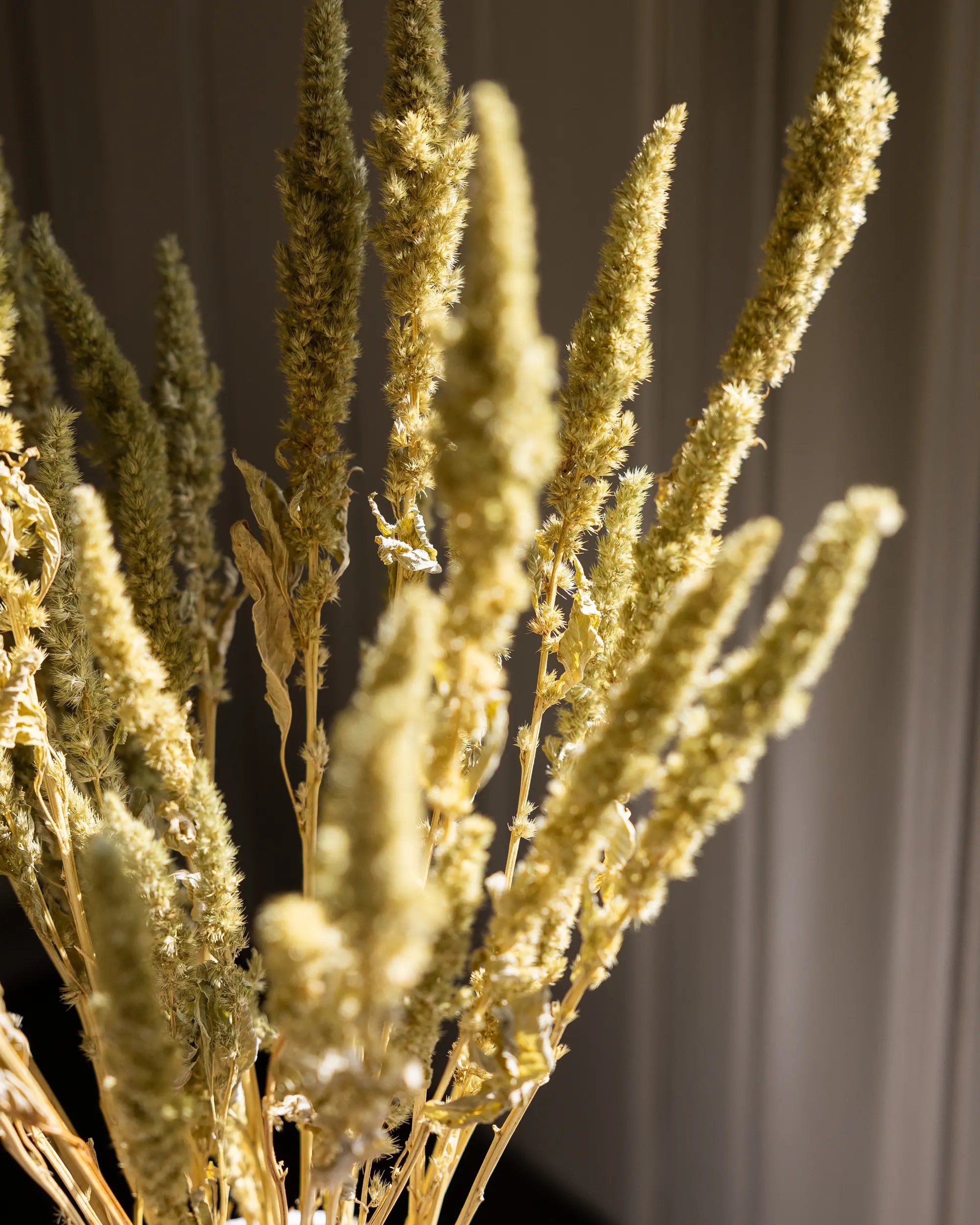 Torkade blommor - Torkad Amarant