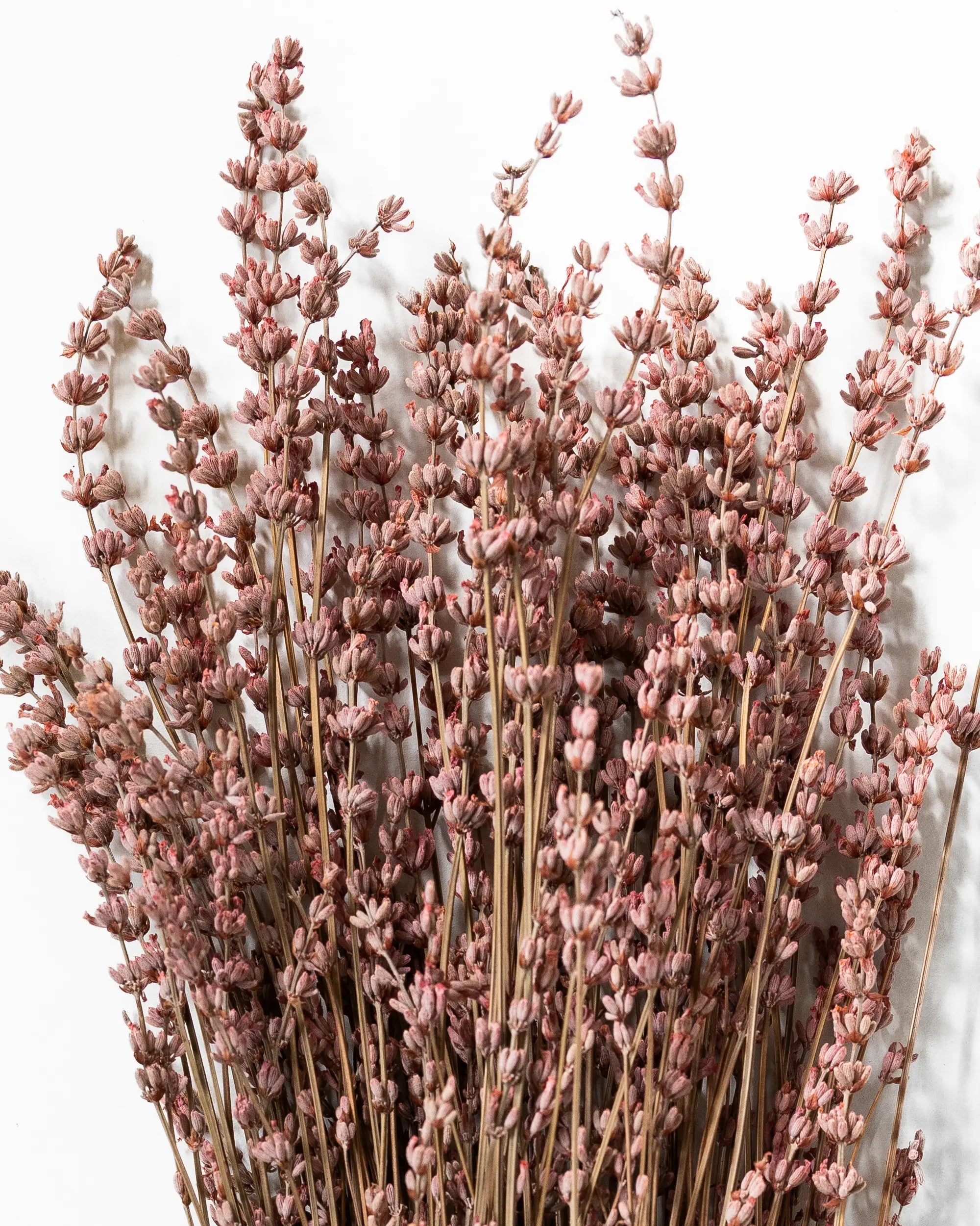 Tørret lavendel lyserød