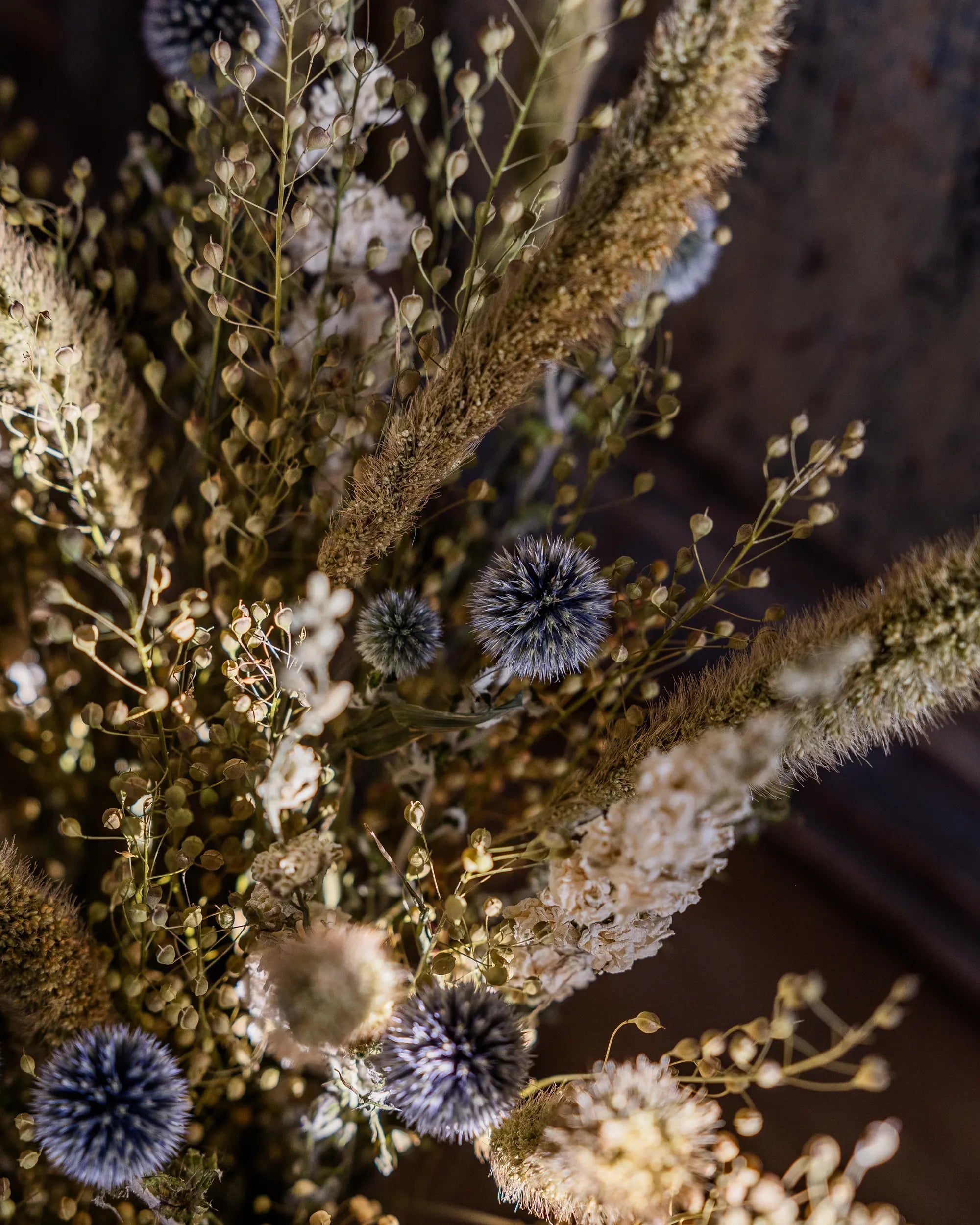 Torkade blommor - Torkad Lepidium