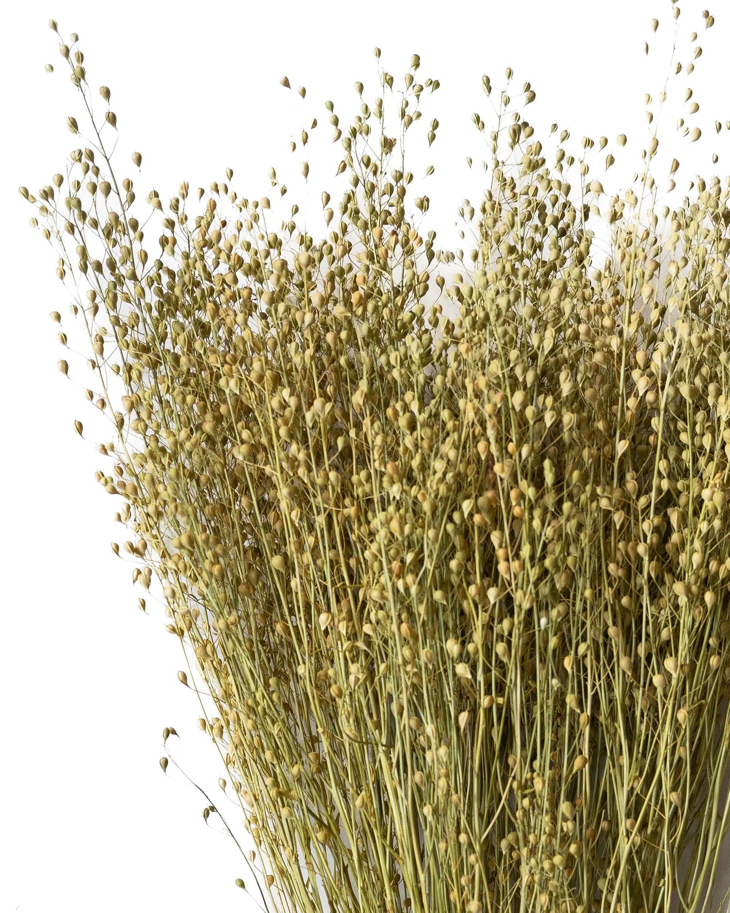 Torkade blommor - Torkad Lepidium