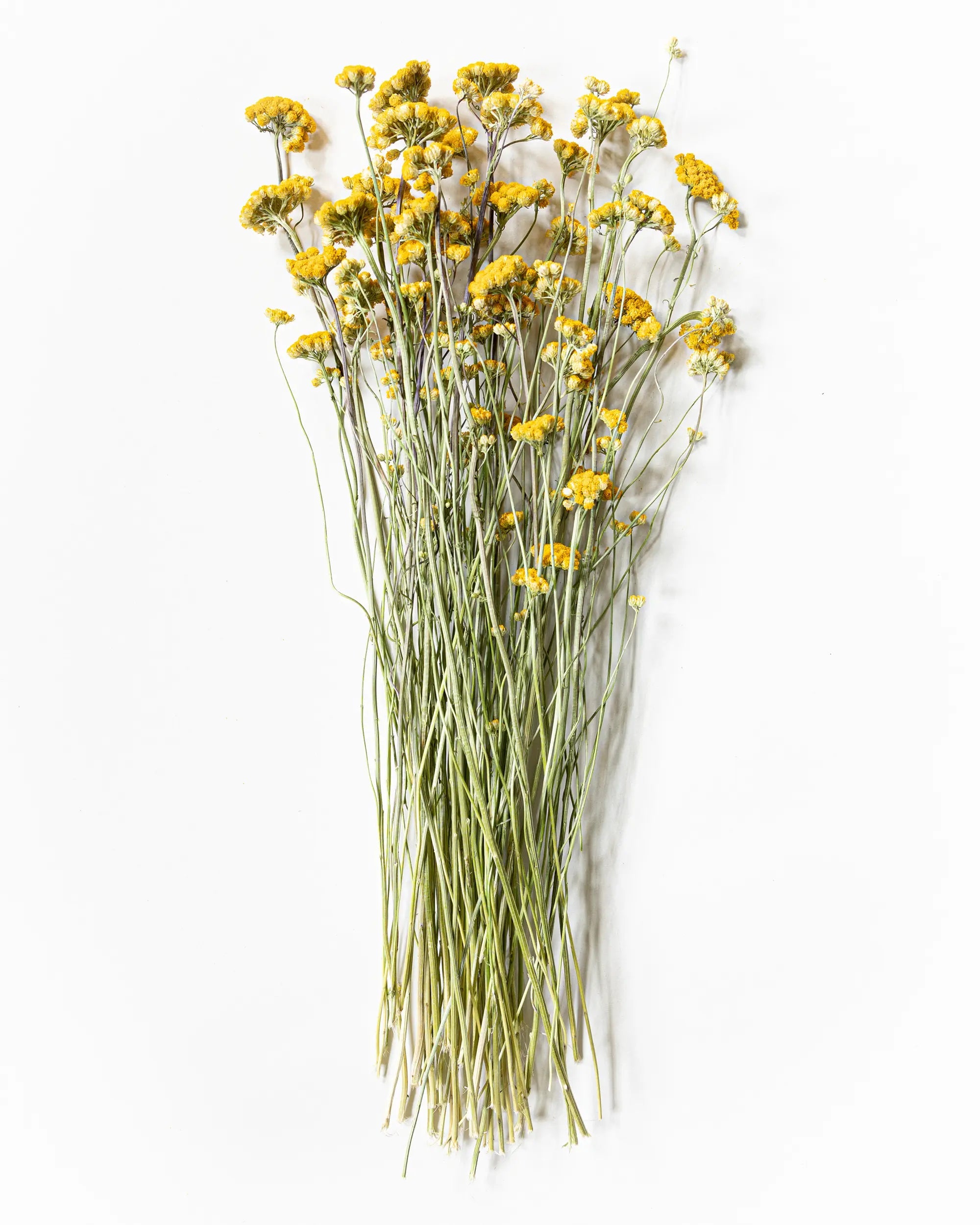 Torkade blommor - Torkad Lona