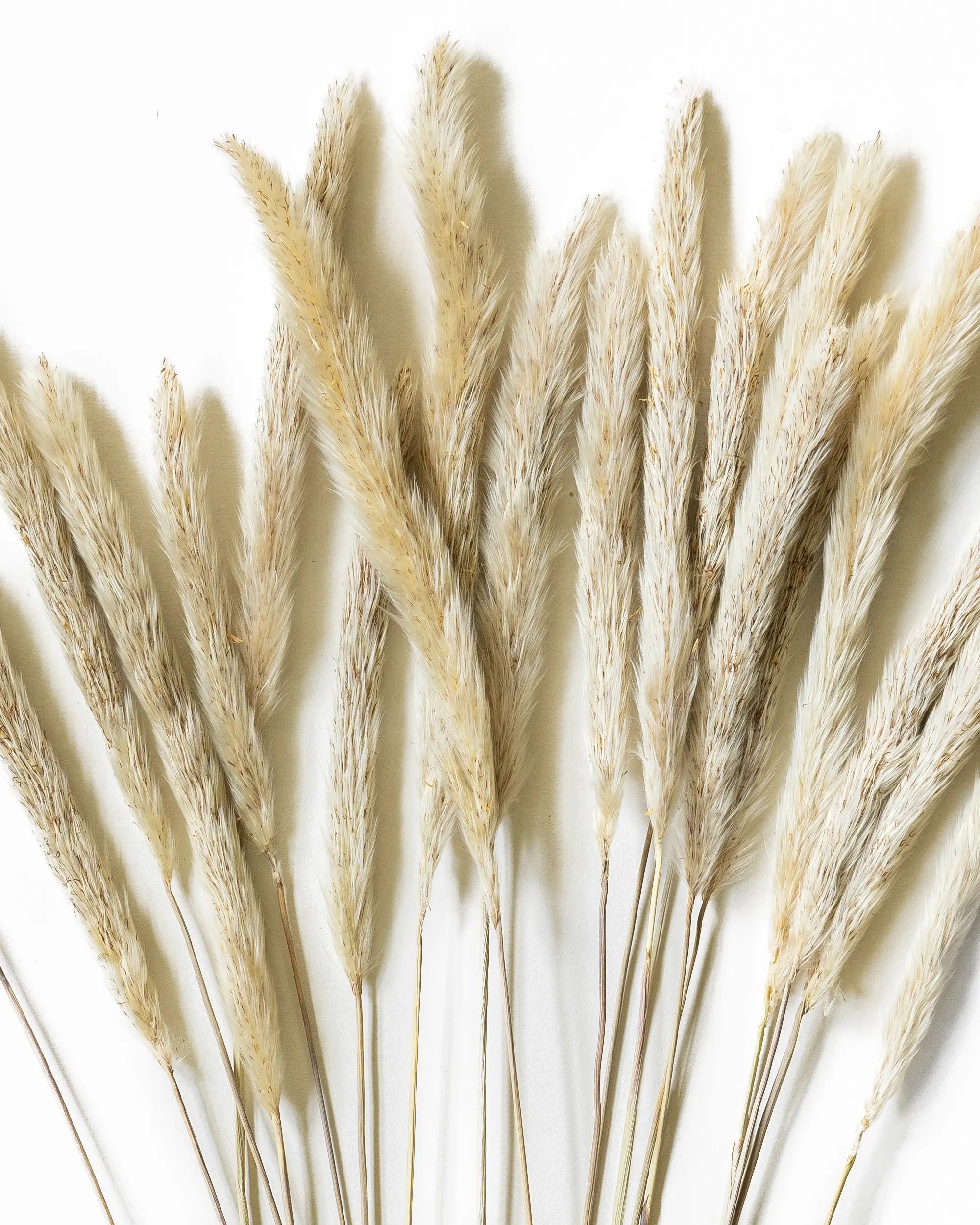 Torkad Mini Pampas