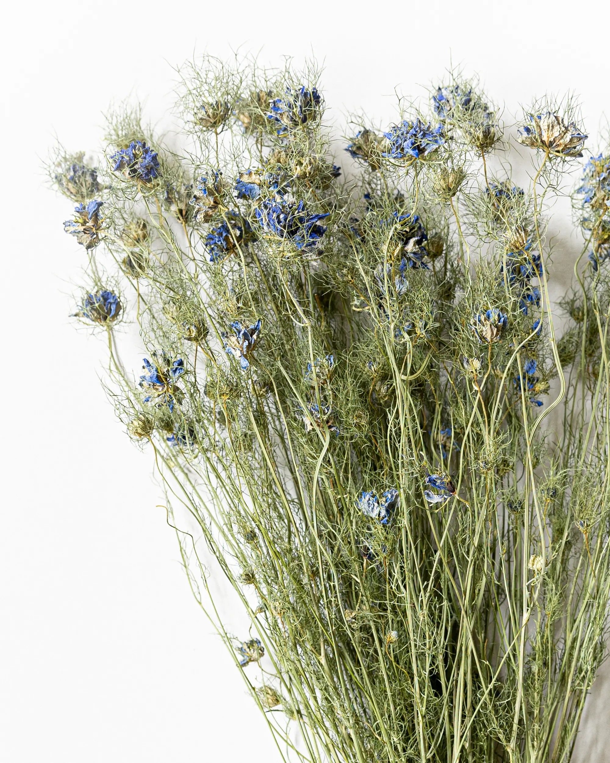 Tørret Nigella