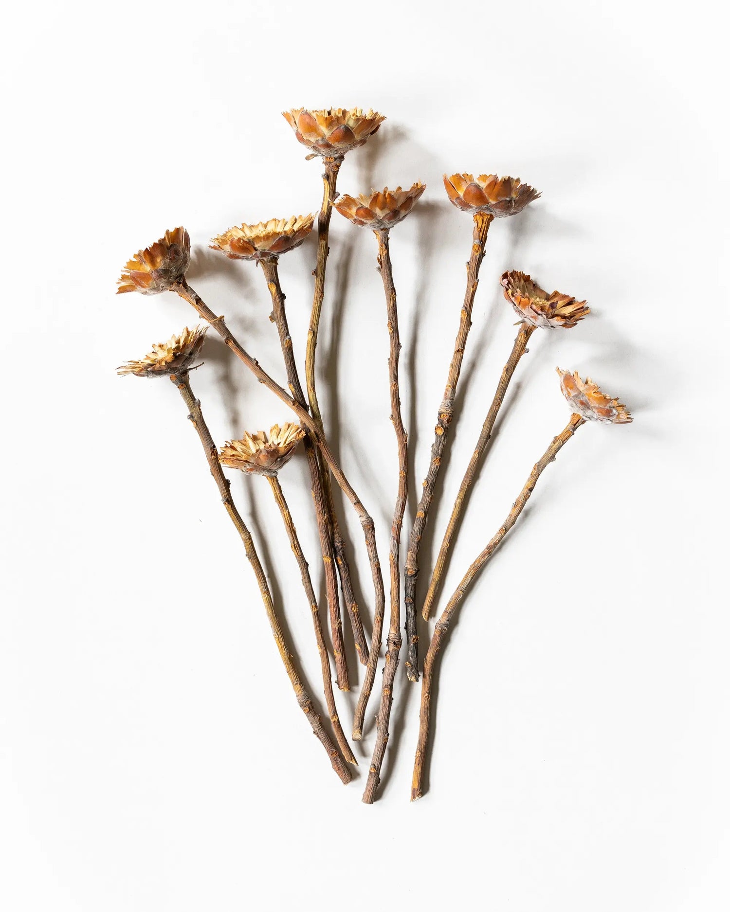 Torkade blommor - Torkade Träblommor