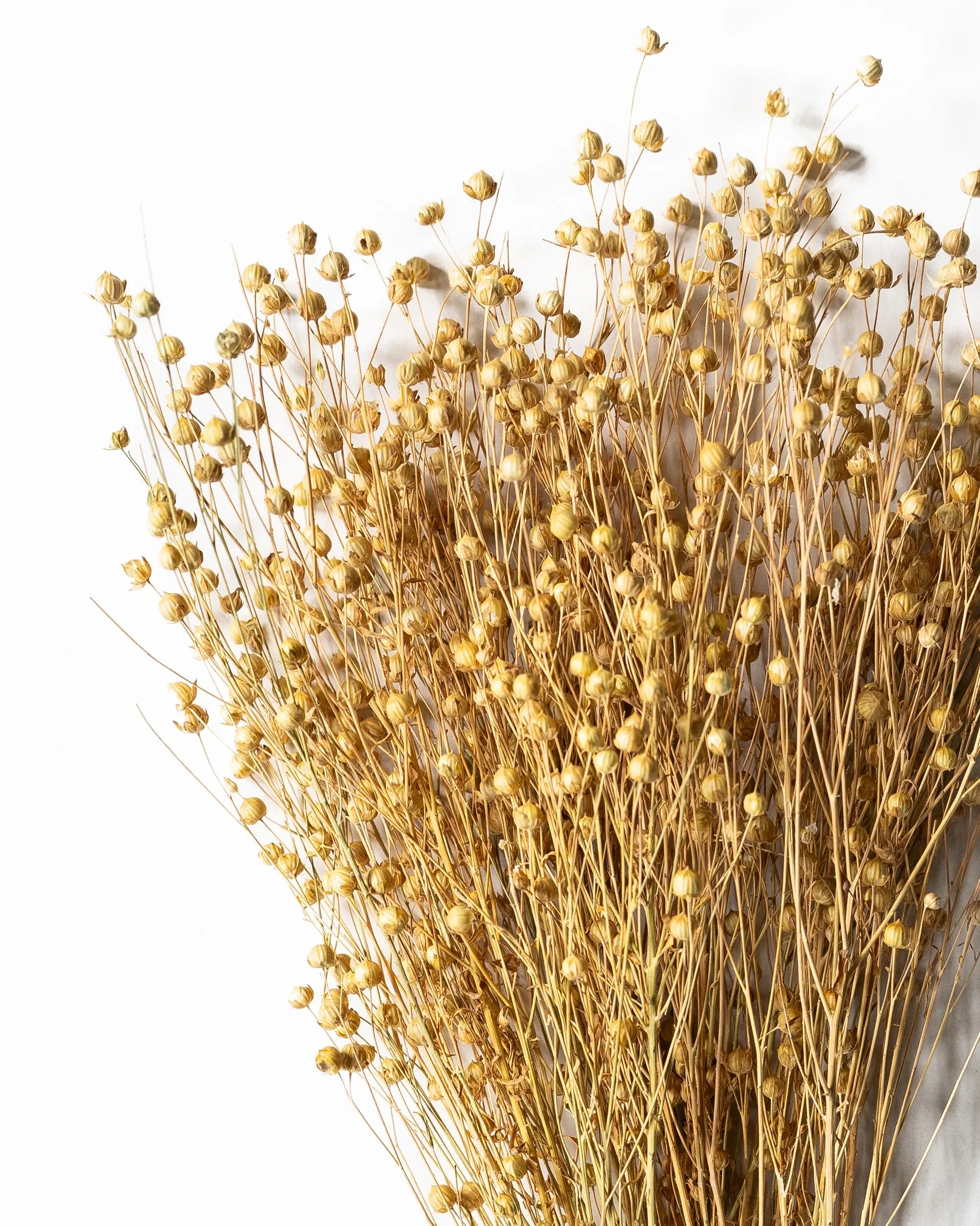 Torkade blommor - Torkat Lin