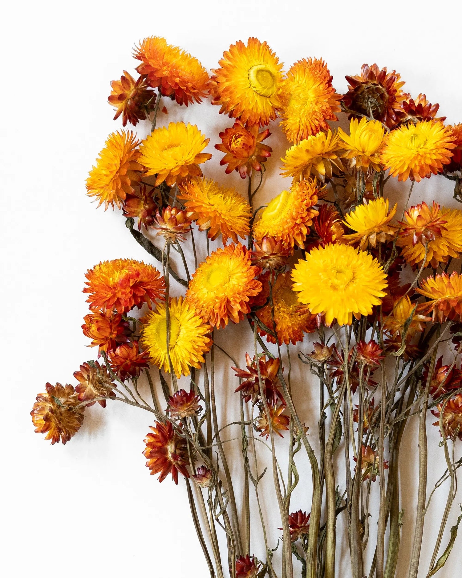 Tørrede blomster - Helichrysum Orange – Blombruket AB