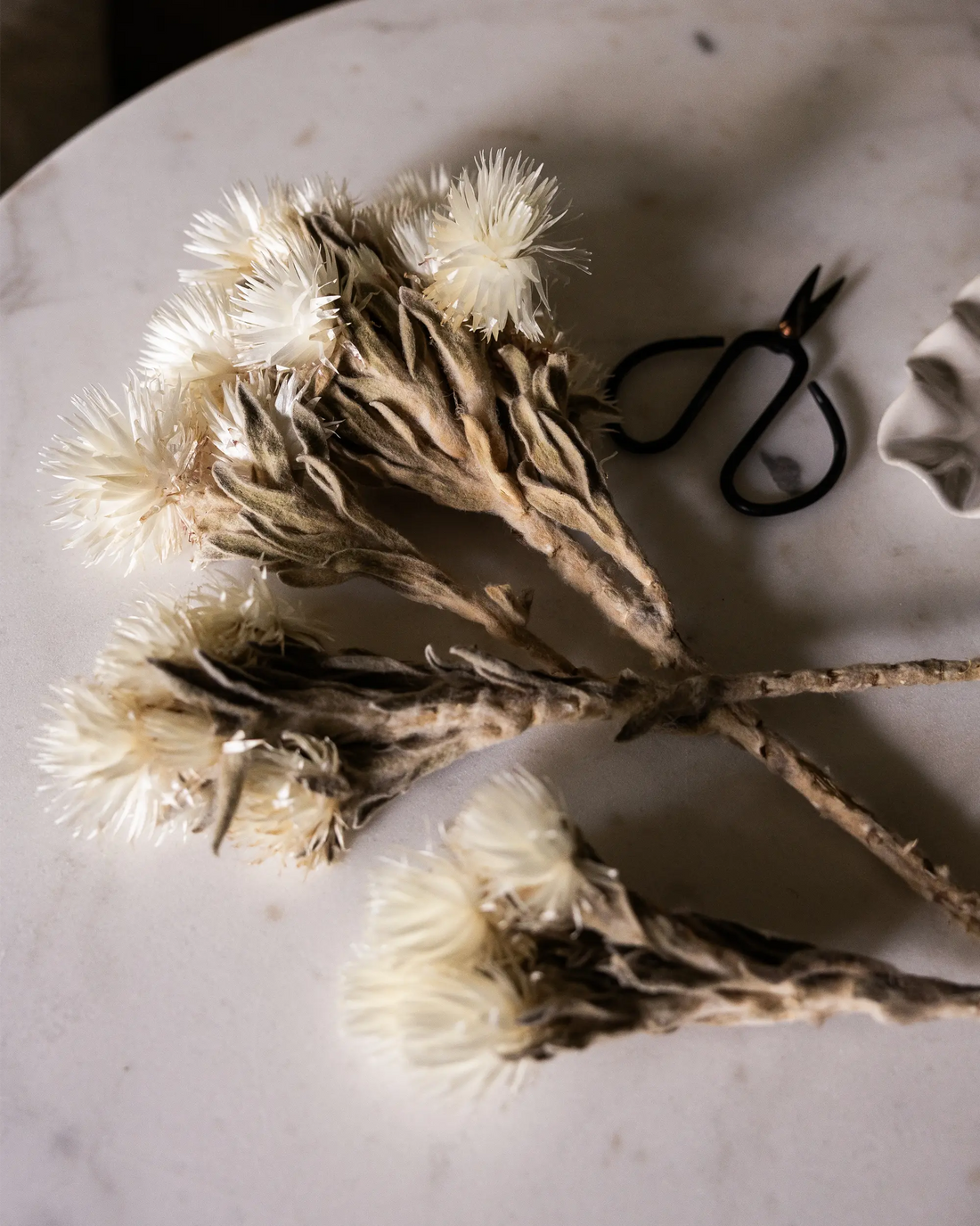 Helichrysum Vestitum