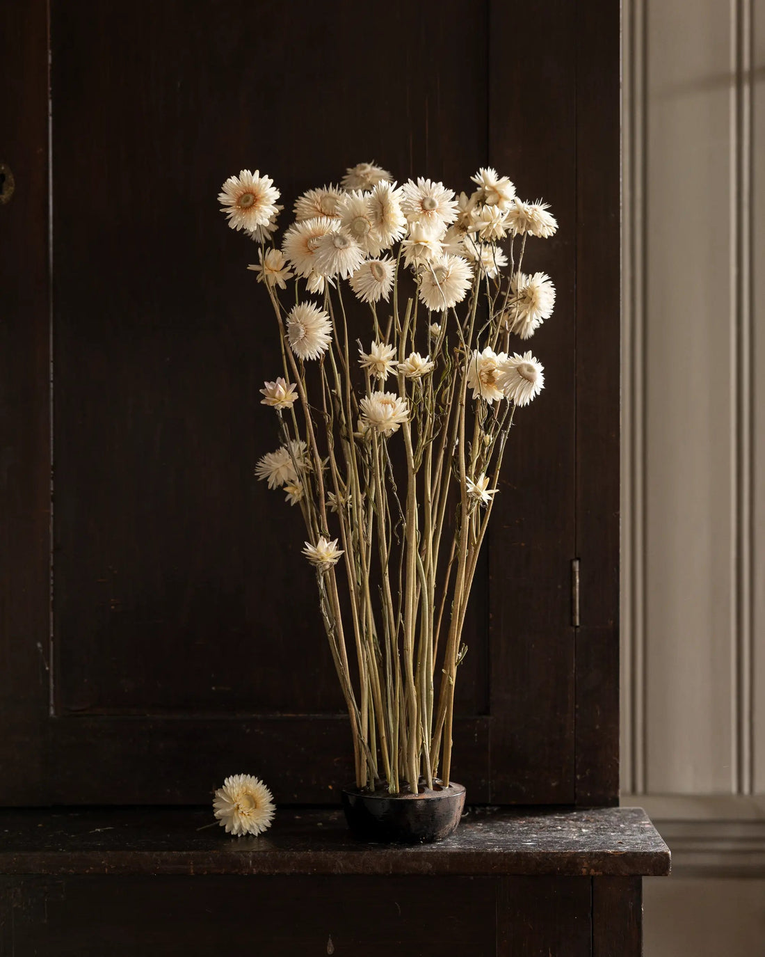 Torkade blommor - Helichrysum Vit