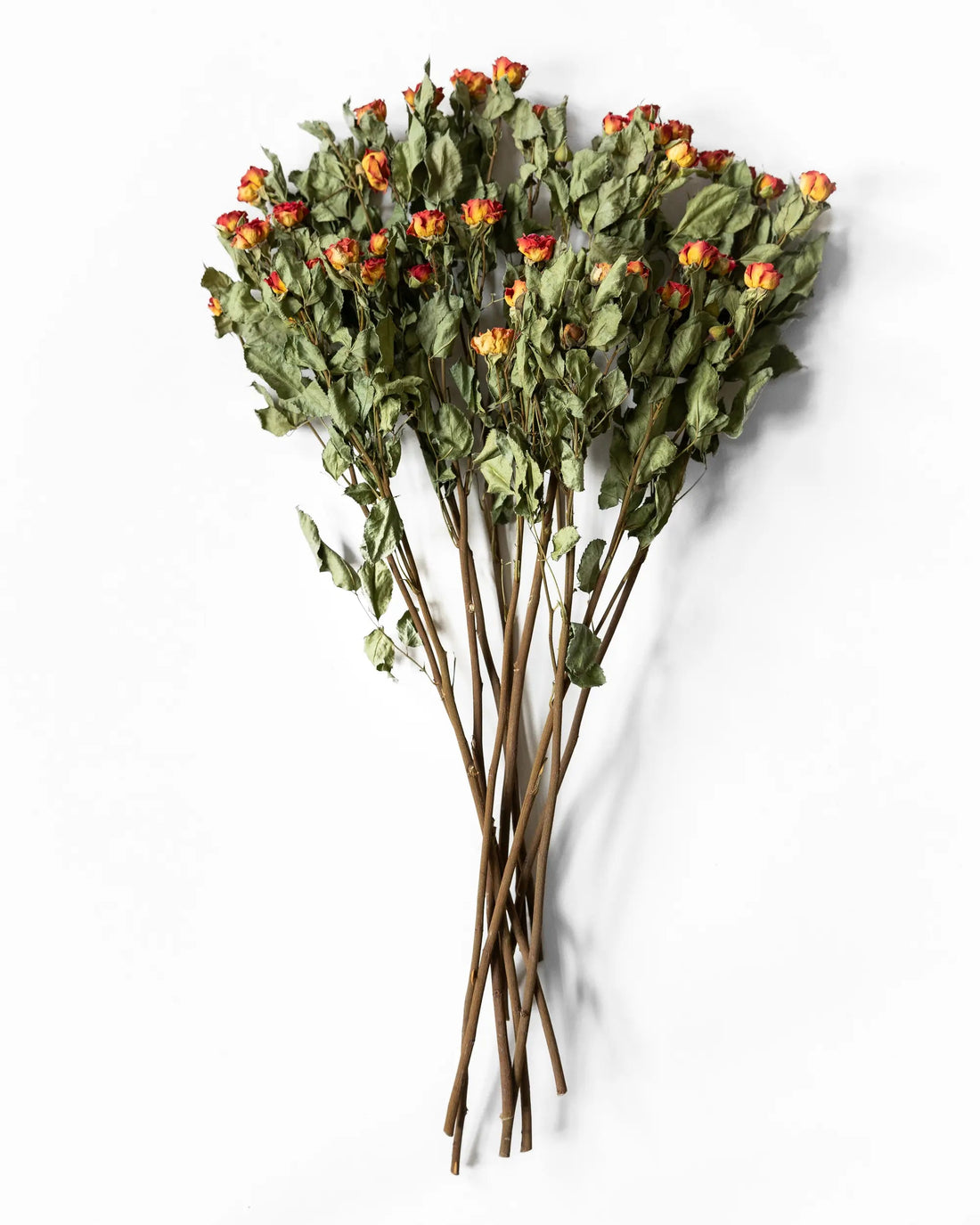 Torkade blommor - Kvistros Orange