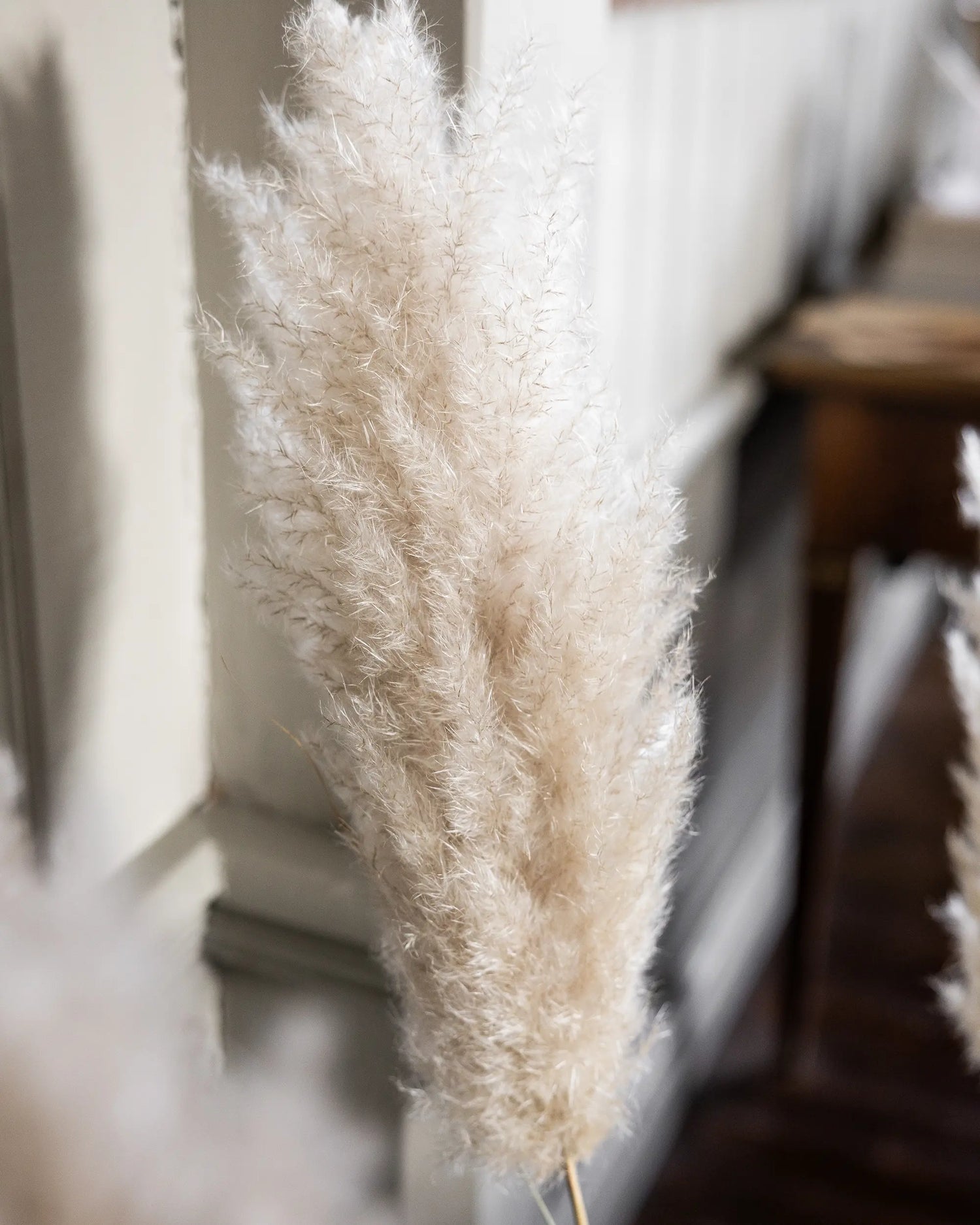 Tørret Mini Pampas