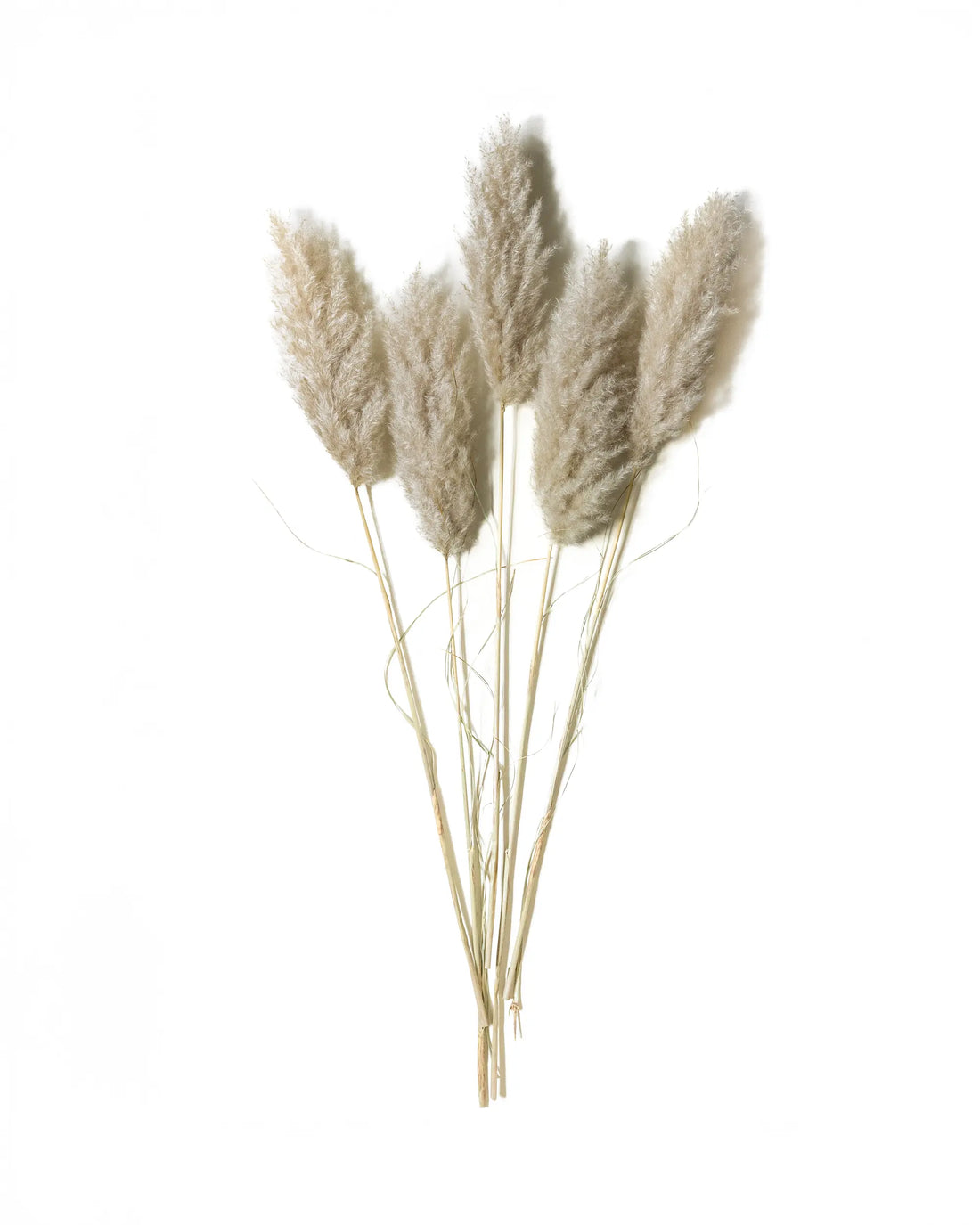 Tørret Mini Pampas