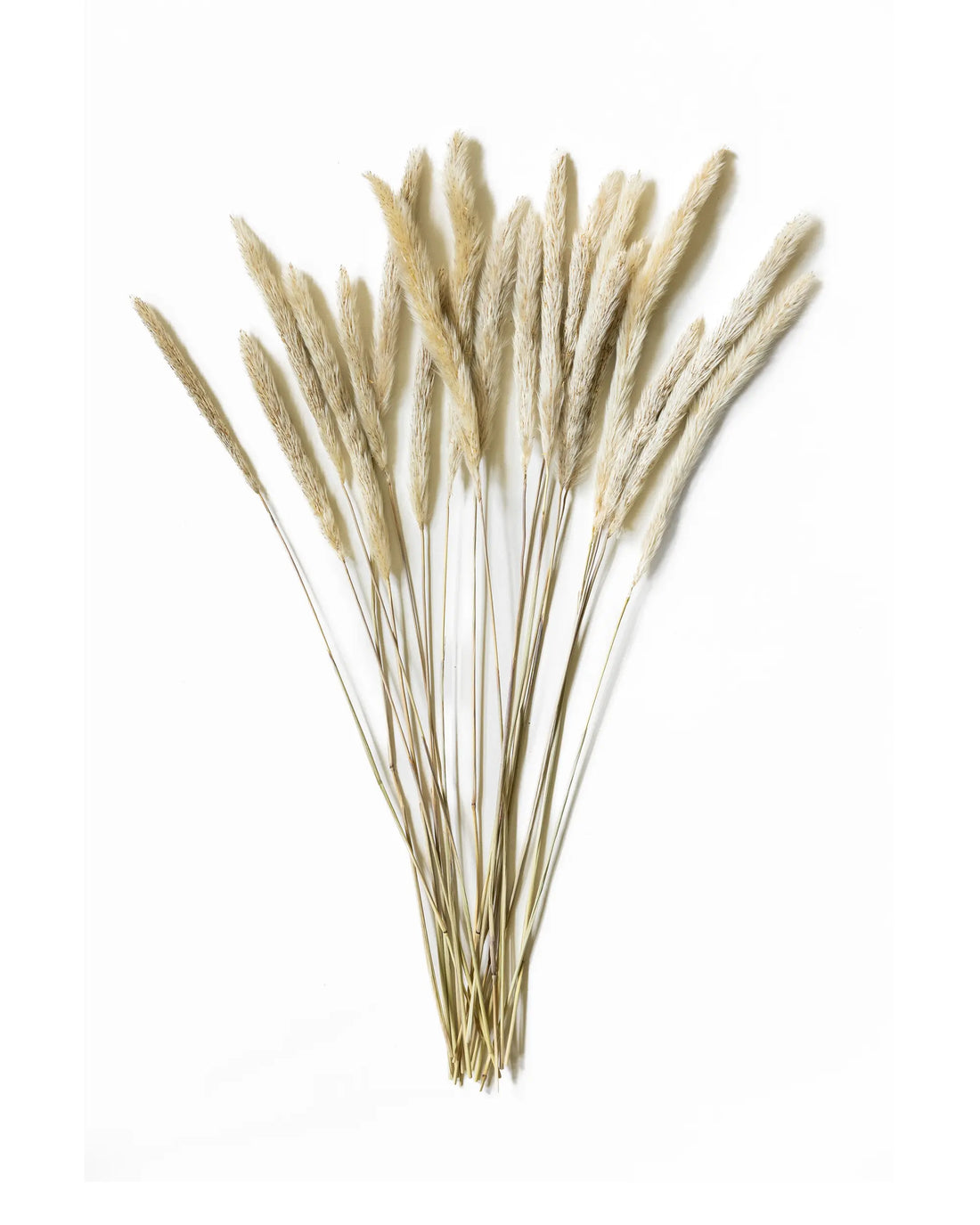 Torkad Mini Pampas