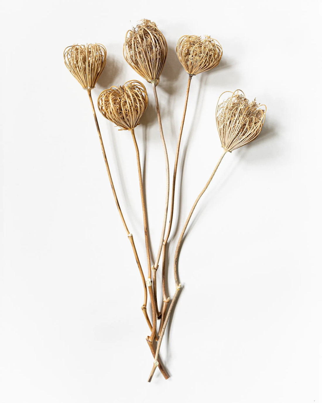 Torkade blommor - Torkad Slöjsilja