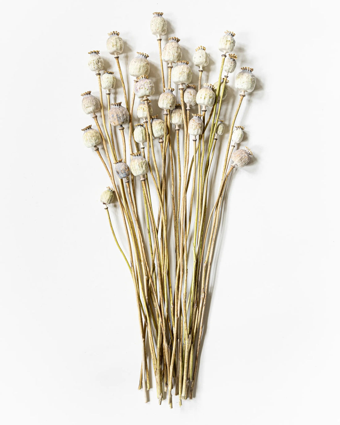 Torkade blommor - Torkad Vallmo