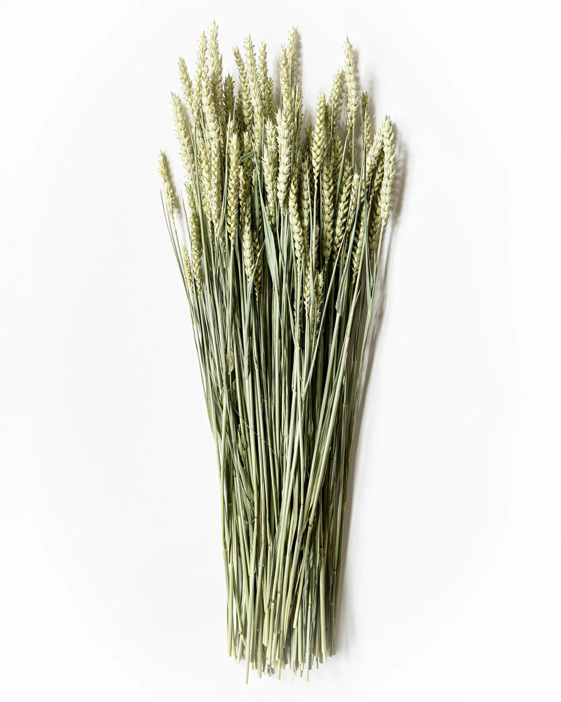 Torkade blommor - Torkad Vete