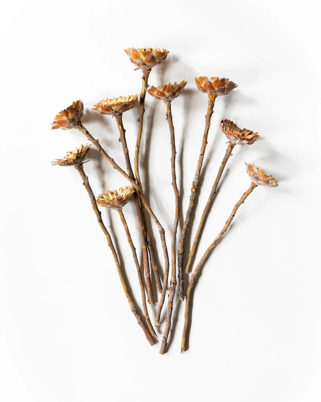 Torkade blommor - Torkade Träblommor